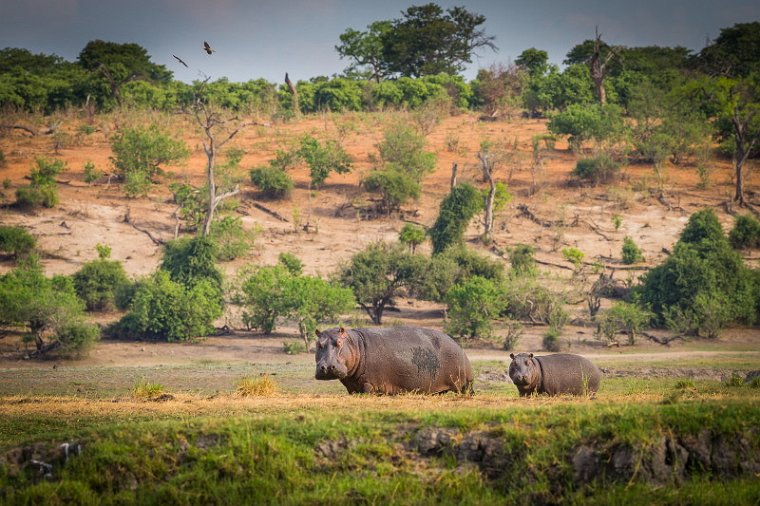 031 Botswana, Chobe NP, nijlpaarden.jpg